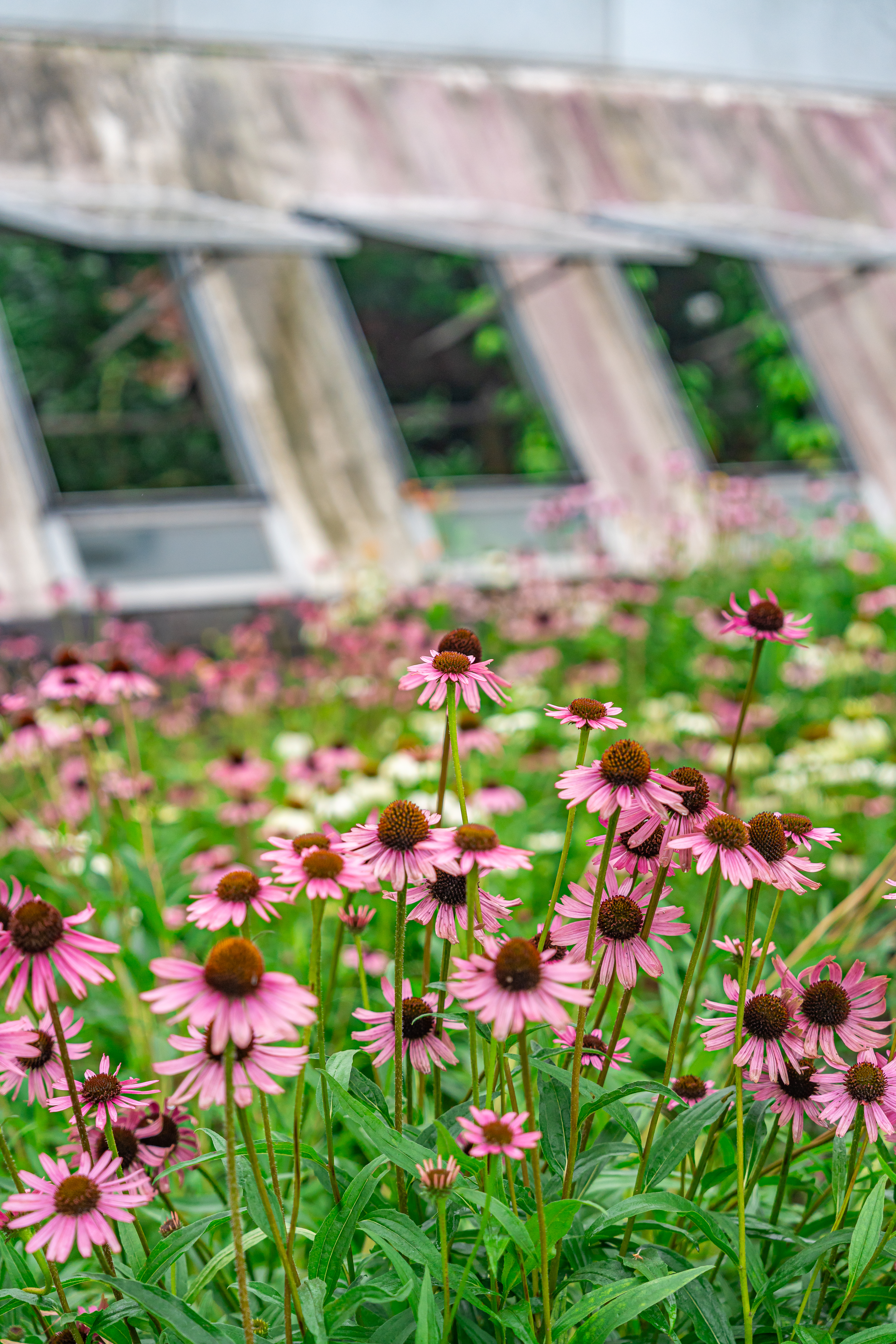 여미지식물원 14