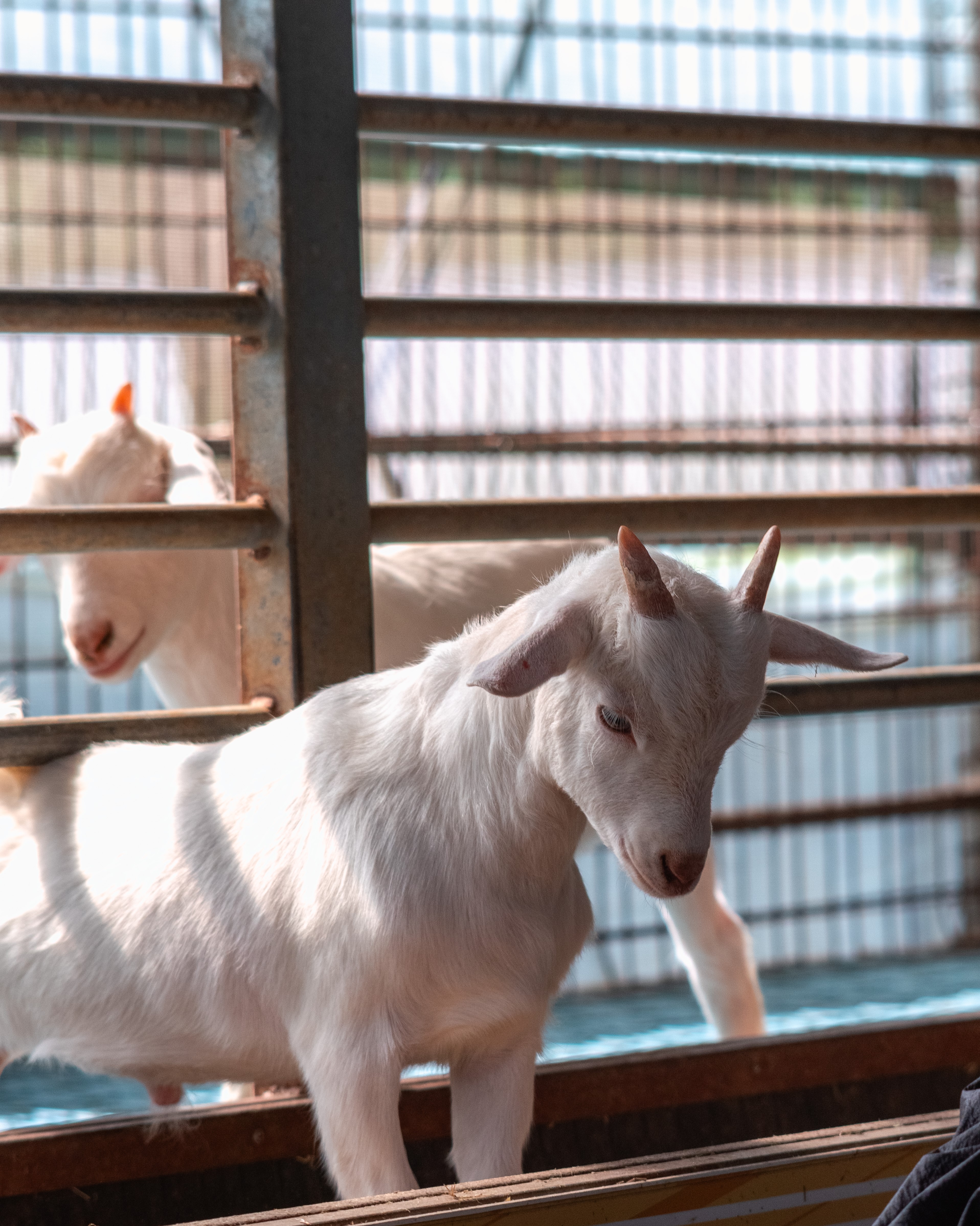 편백포레스트 1