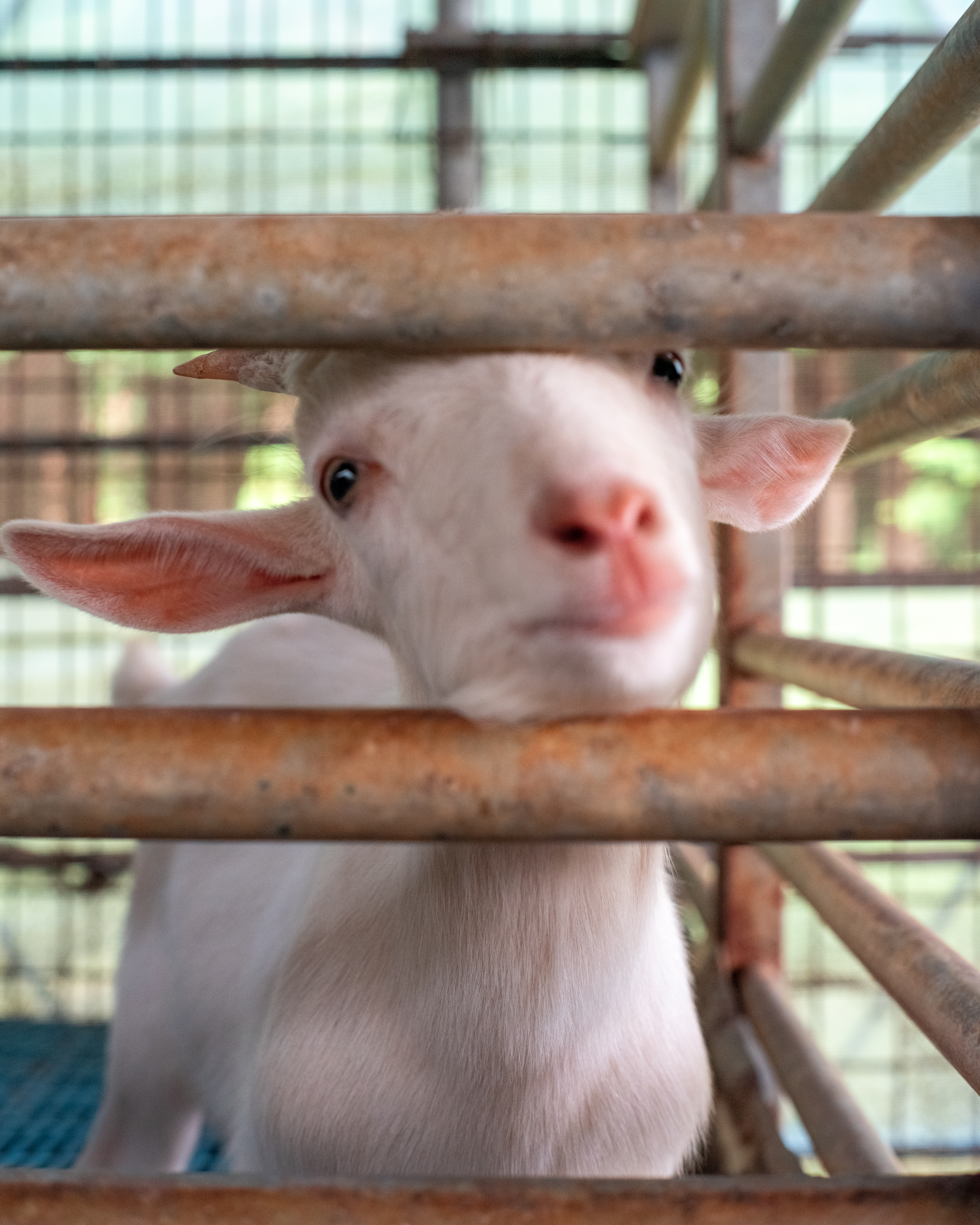 편백포레스트 2