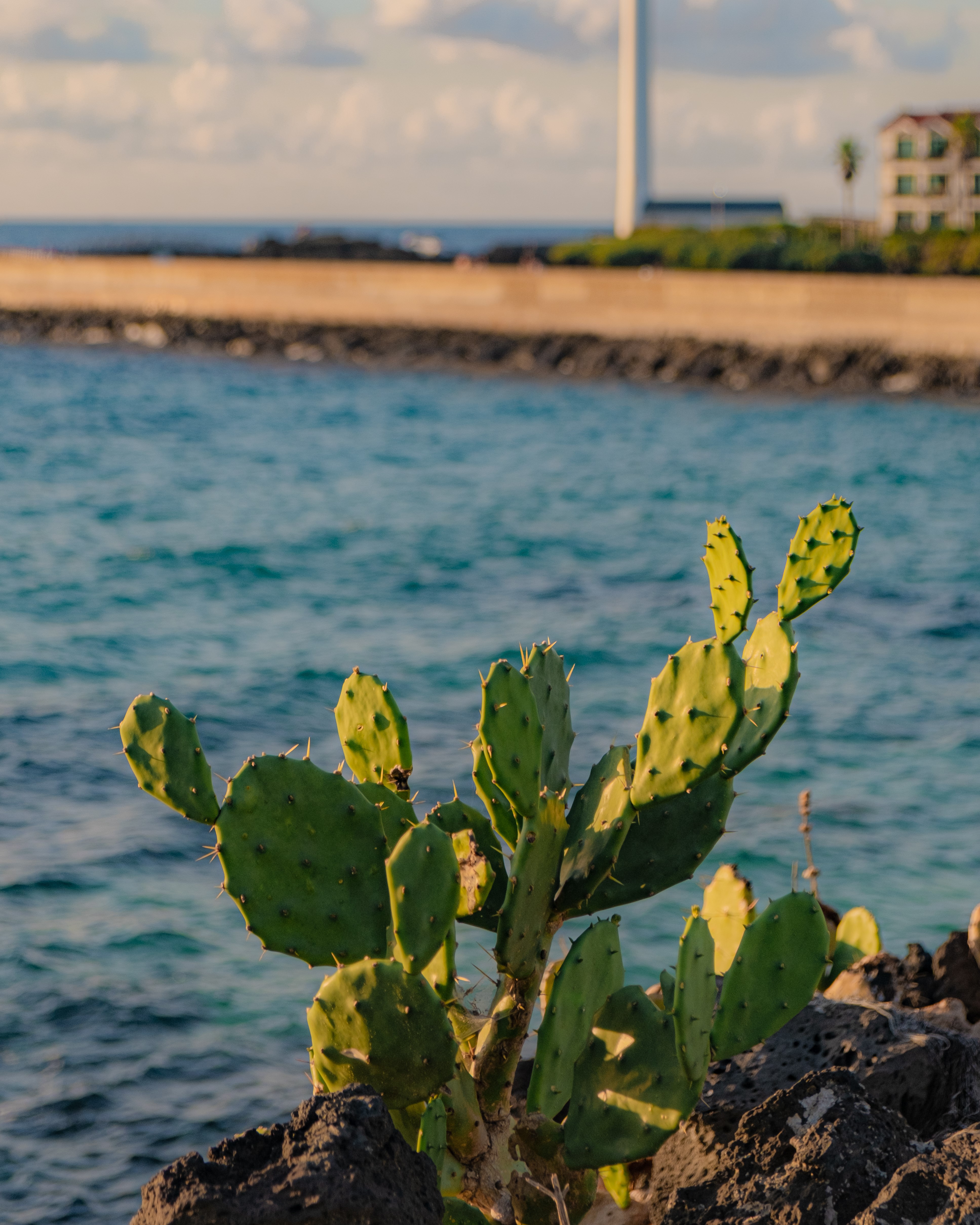 월령리선인장군락 1