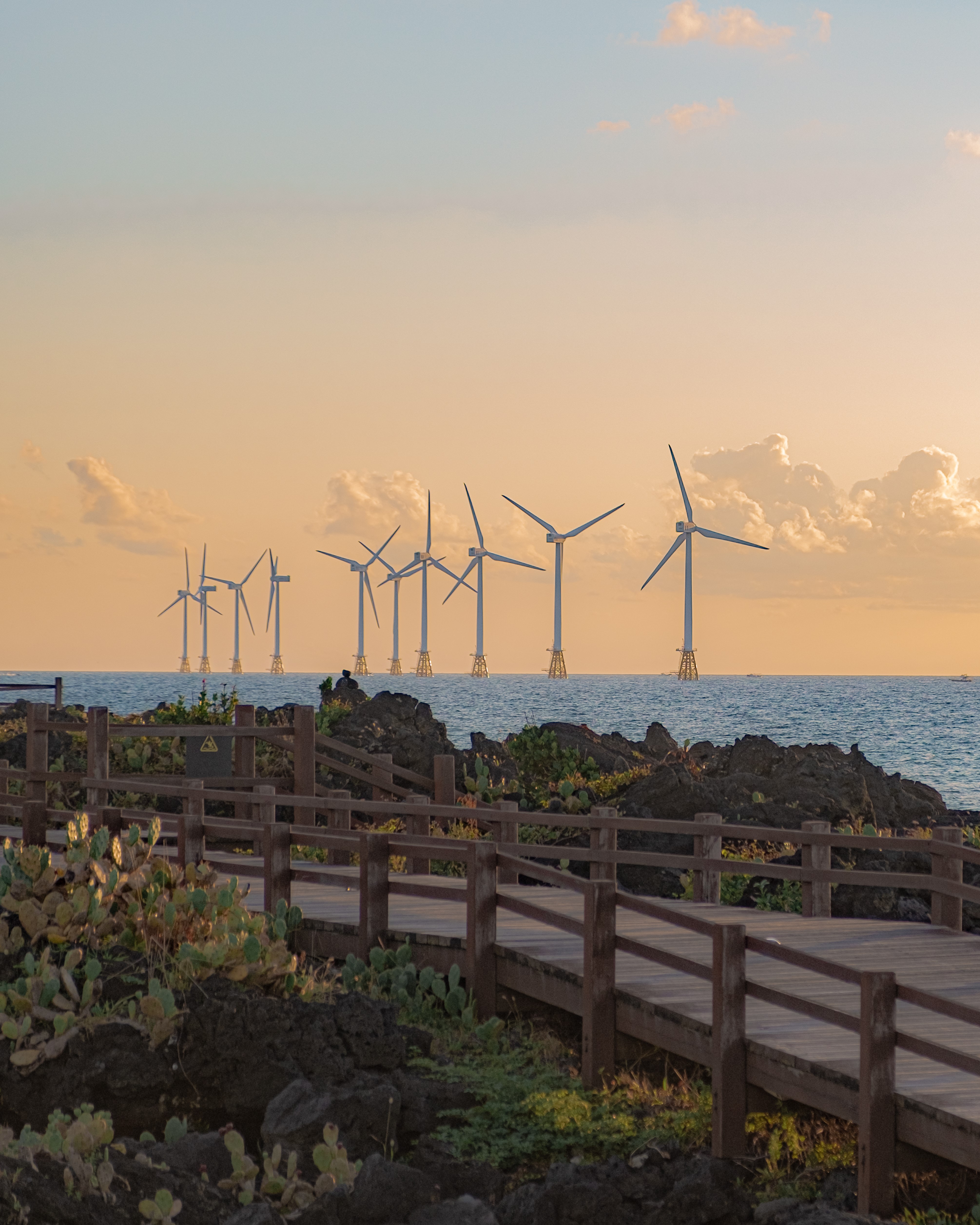 월령리선인장군락 3