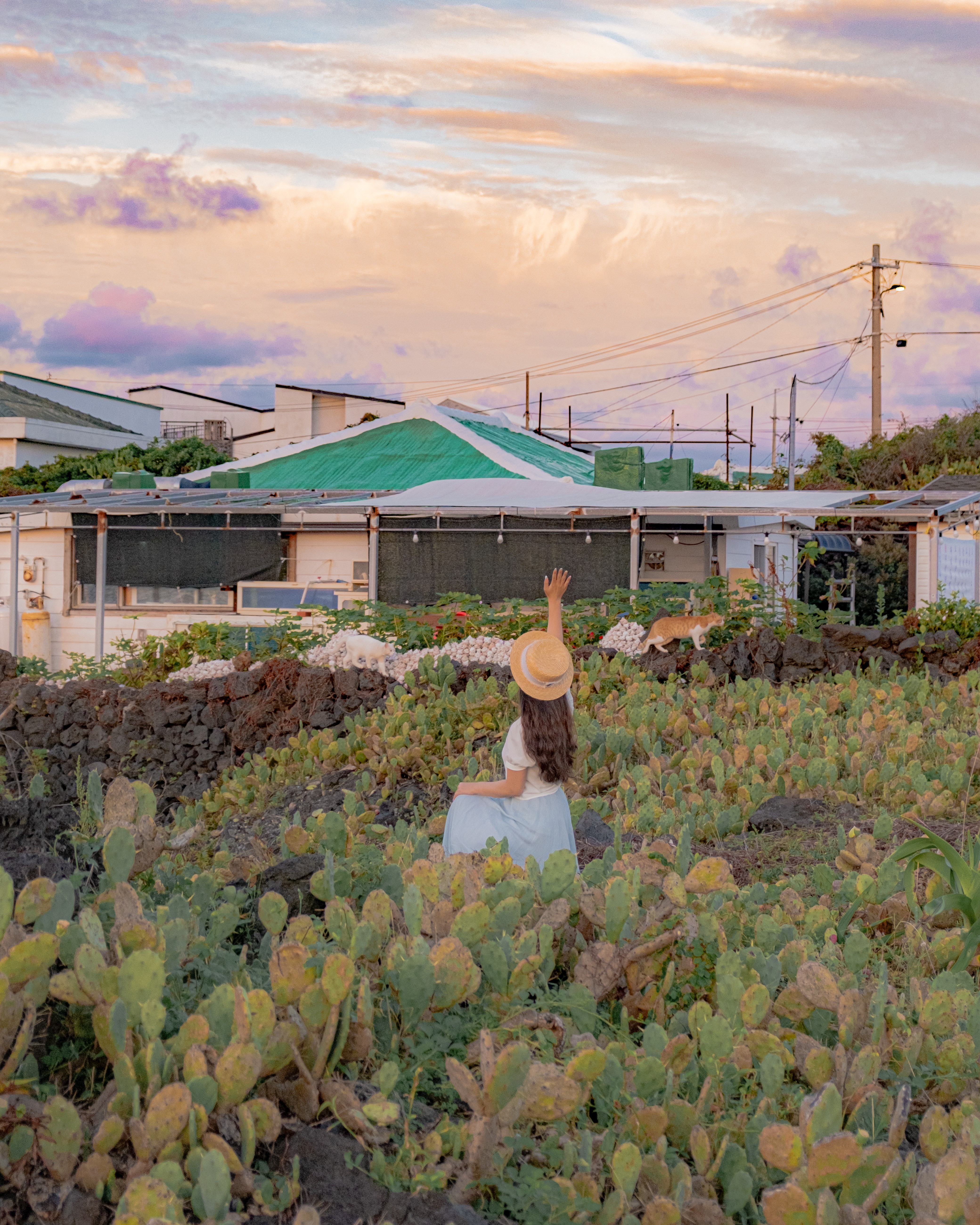 월령리선인장군락 10
