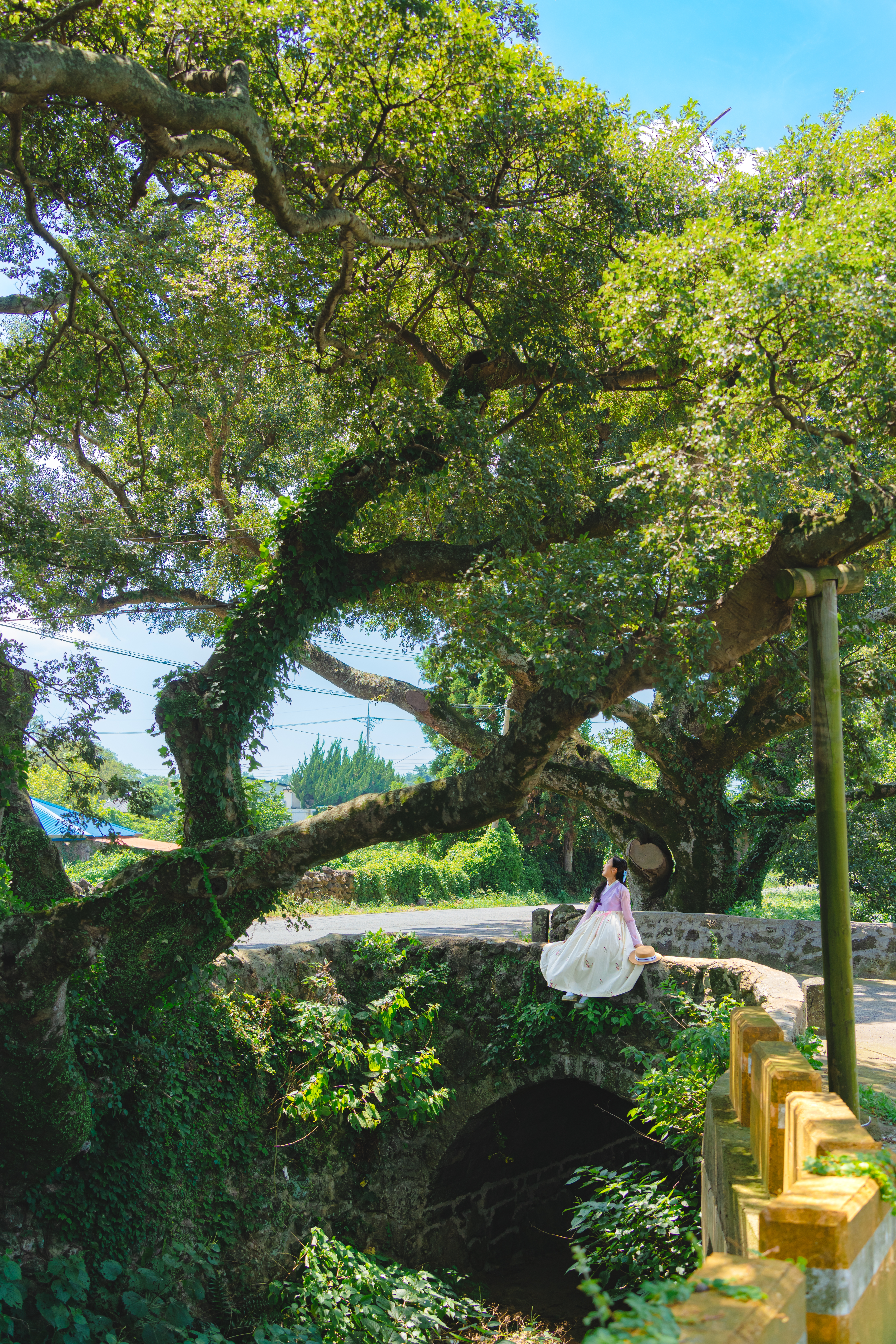 명월팽나무군락 5