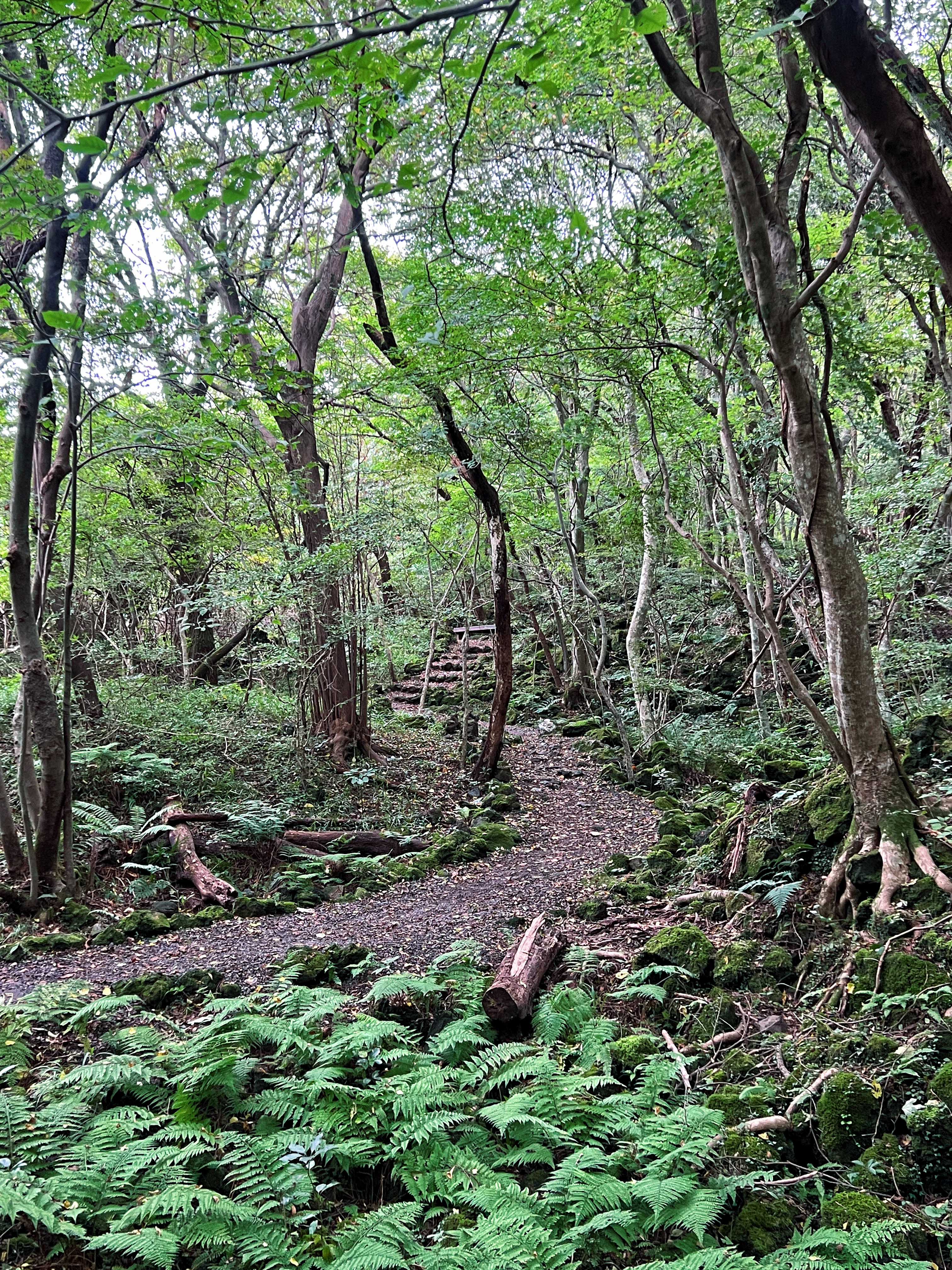 교래자연휴양림 1
