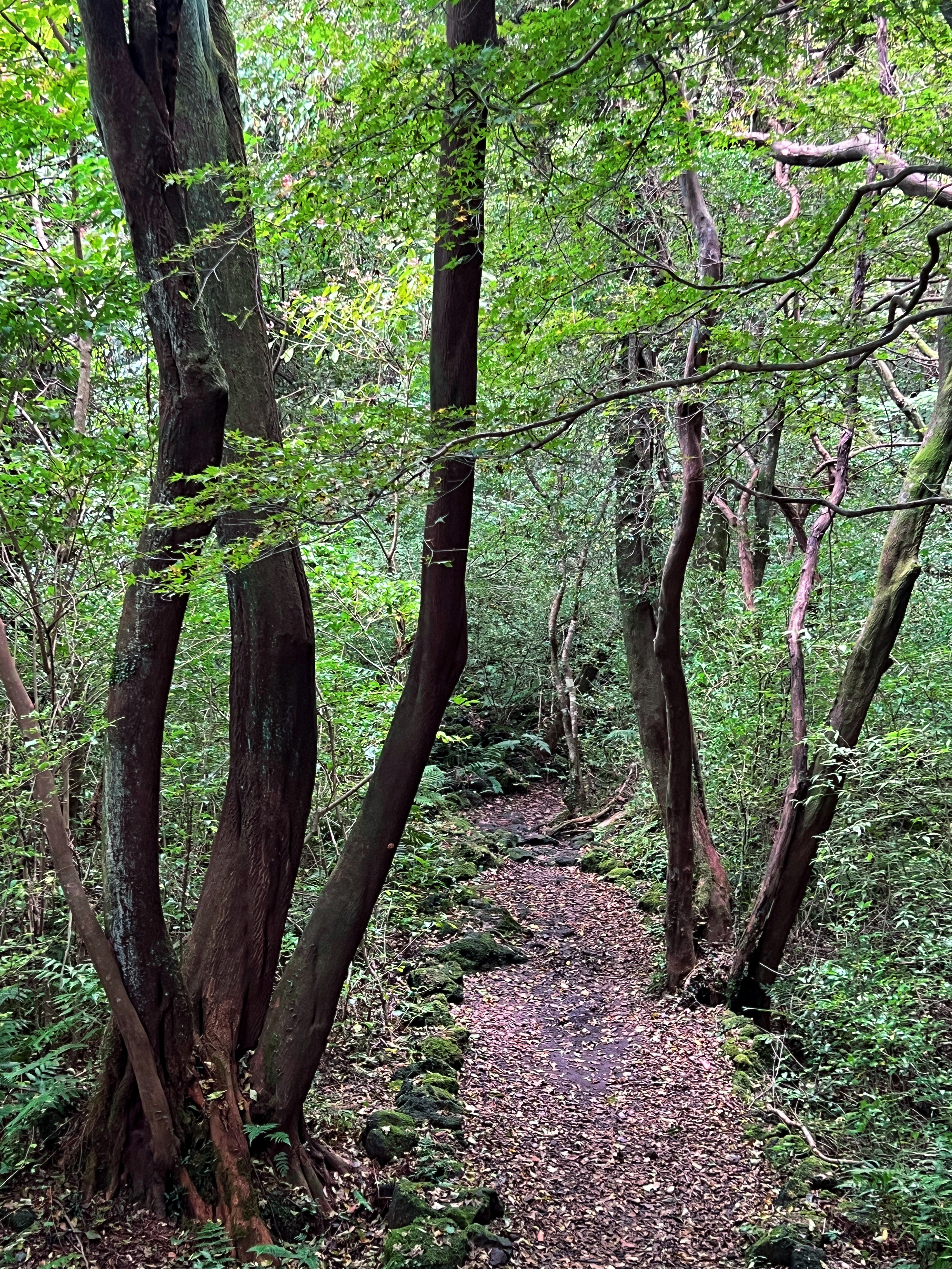 교래자연휴양림 3