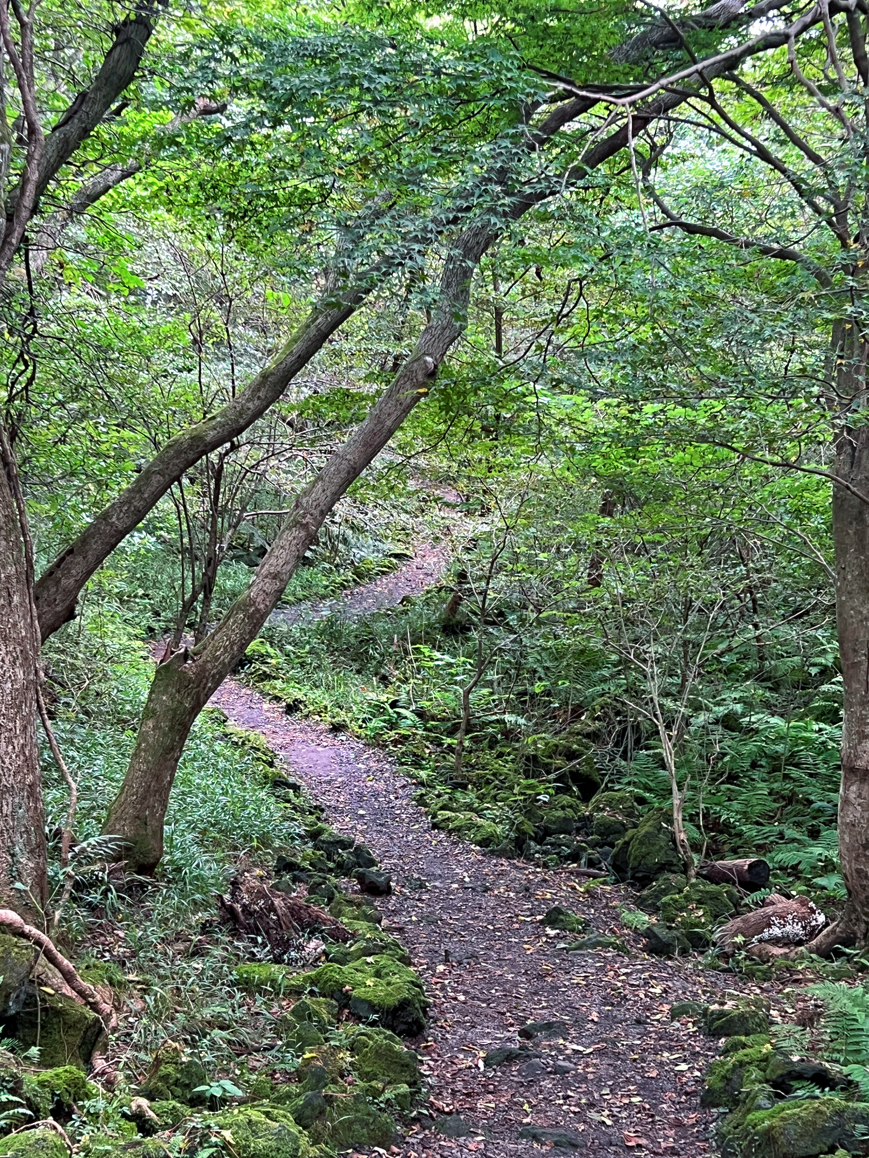 교래자연휴양림 5