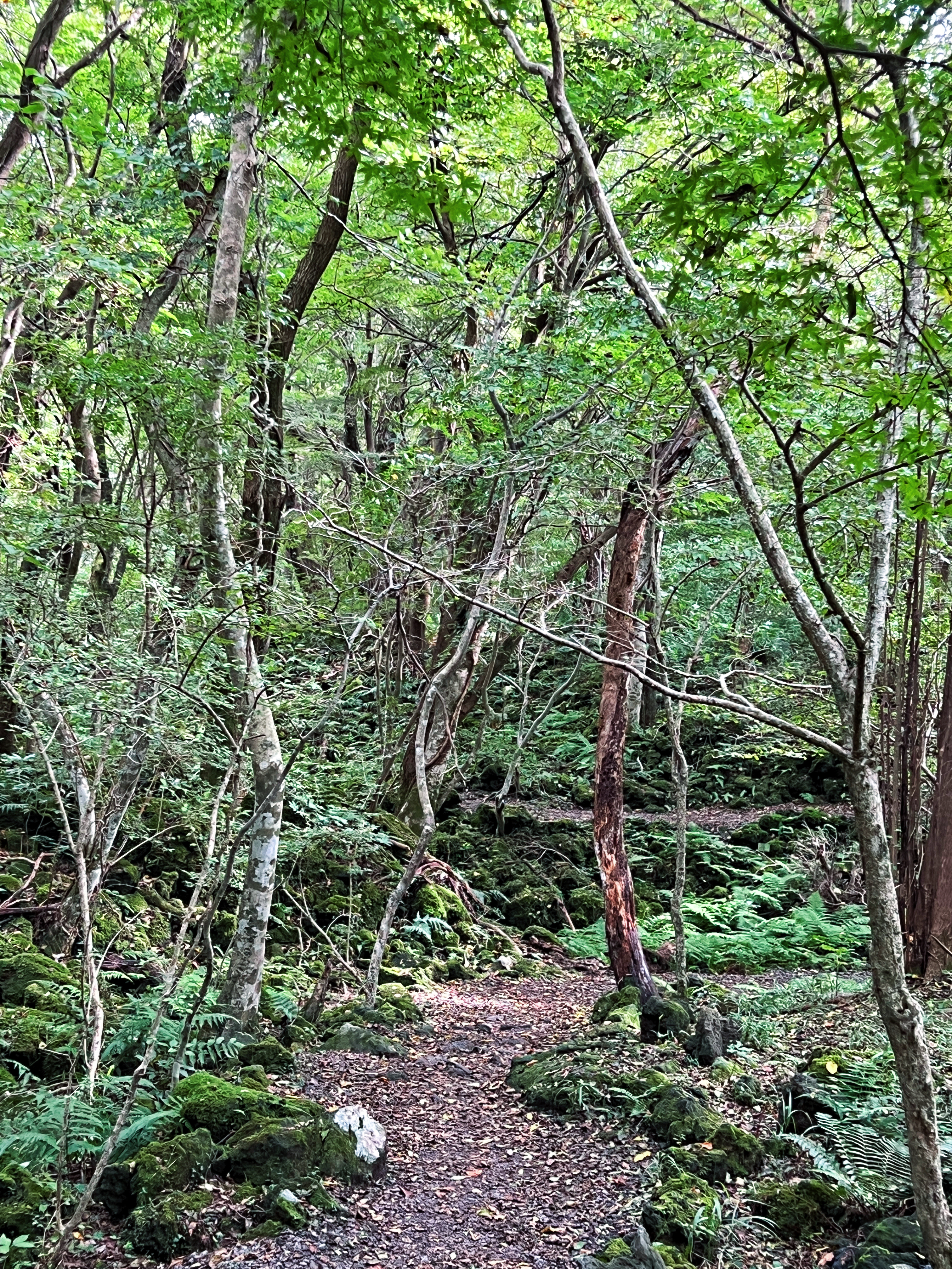 교래자연휴양림 6