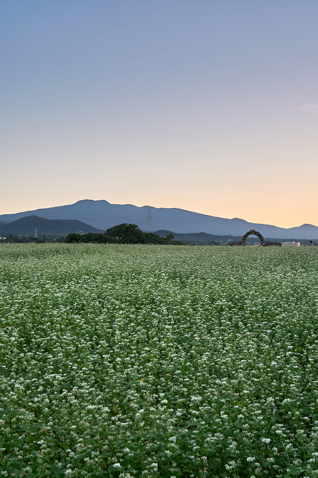 와흘메밀마을 1