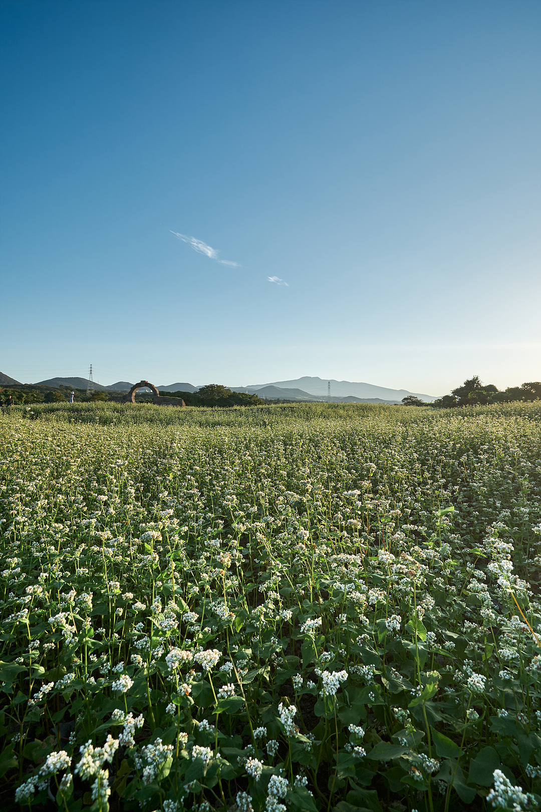 와흘메밀마을 2