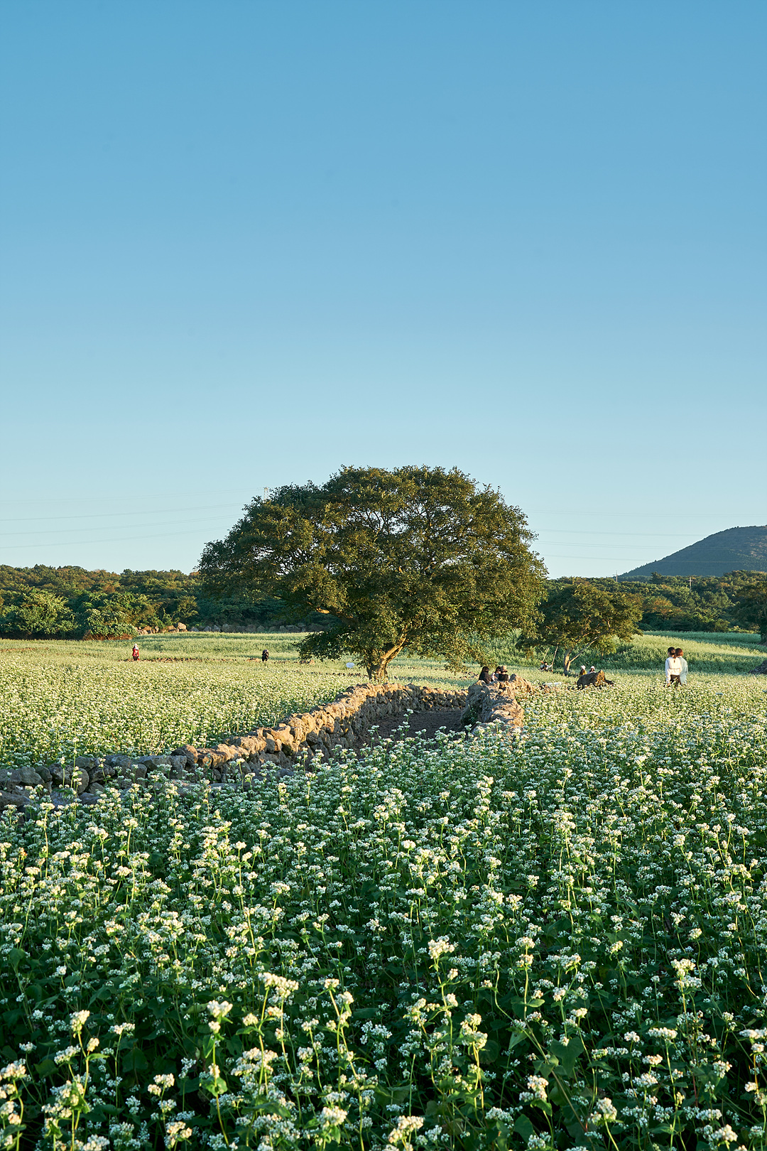 와흘메밀마을 4