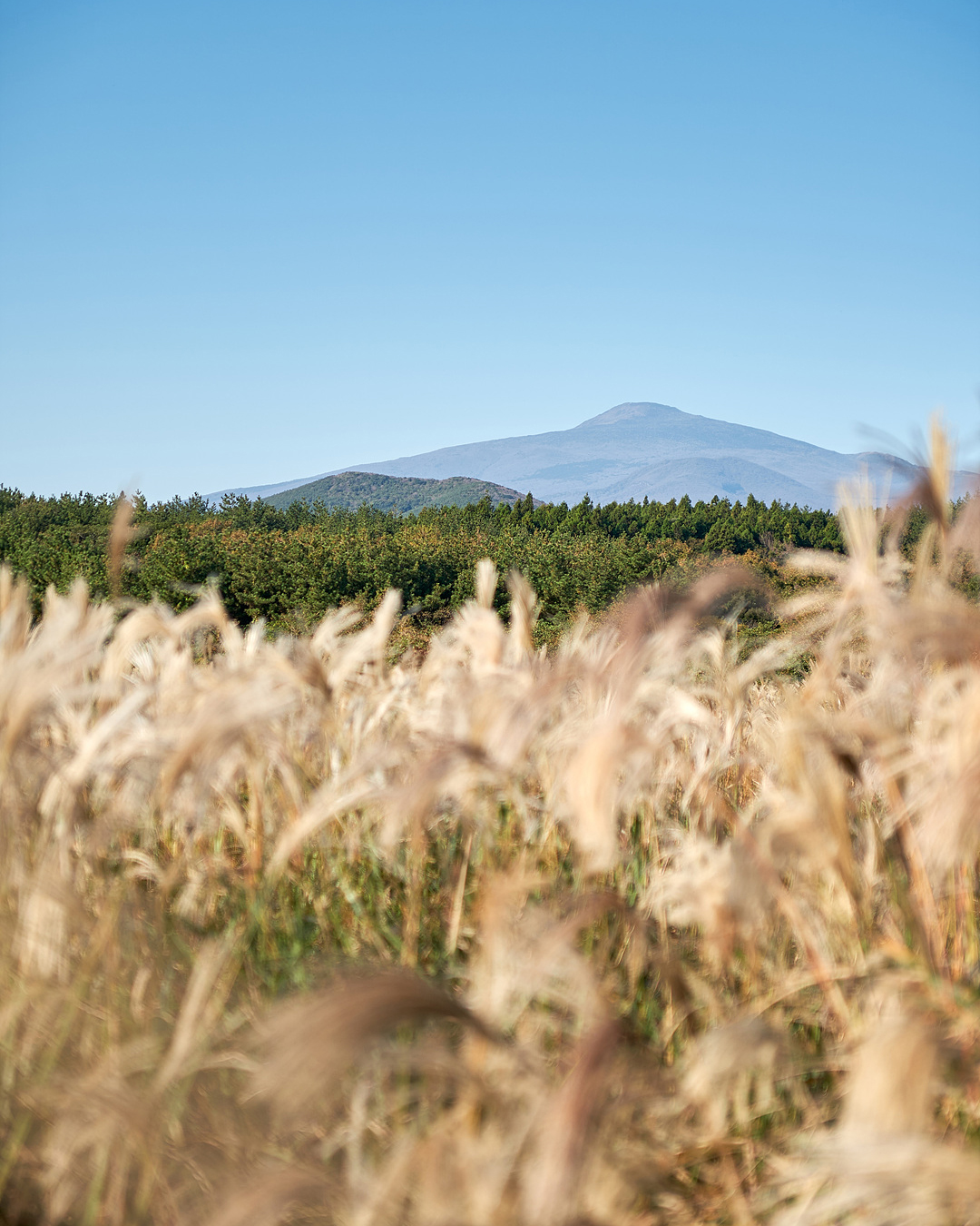 유채꽃프라자 3
