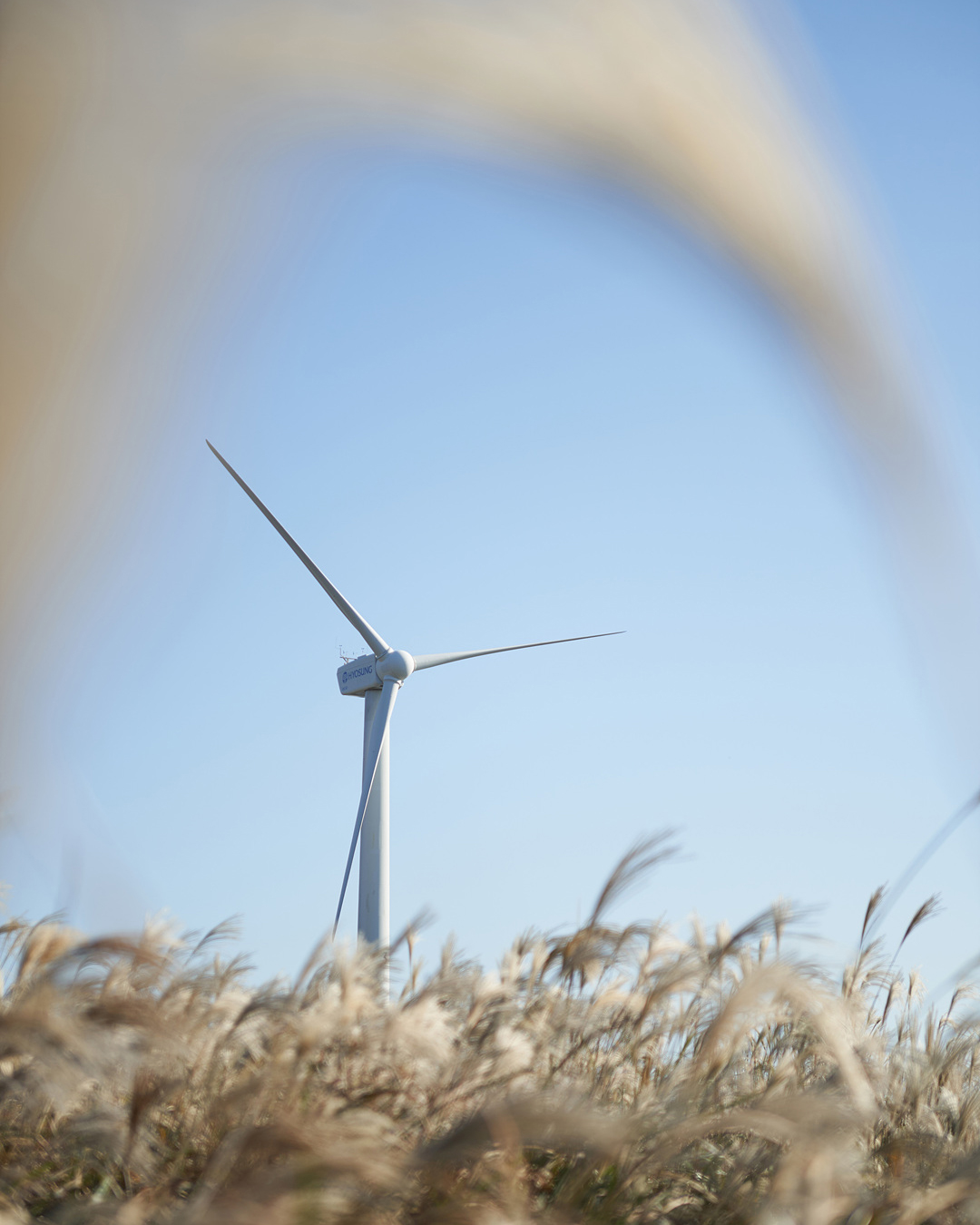 유채꽃프라자 4