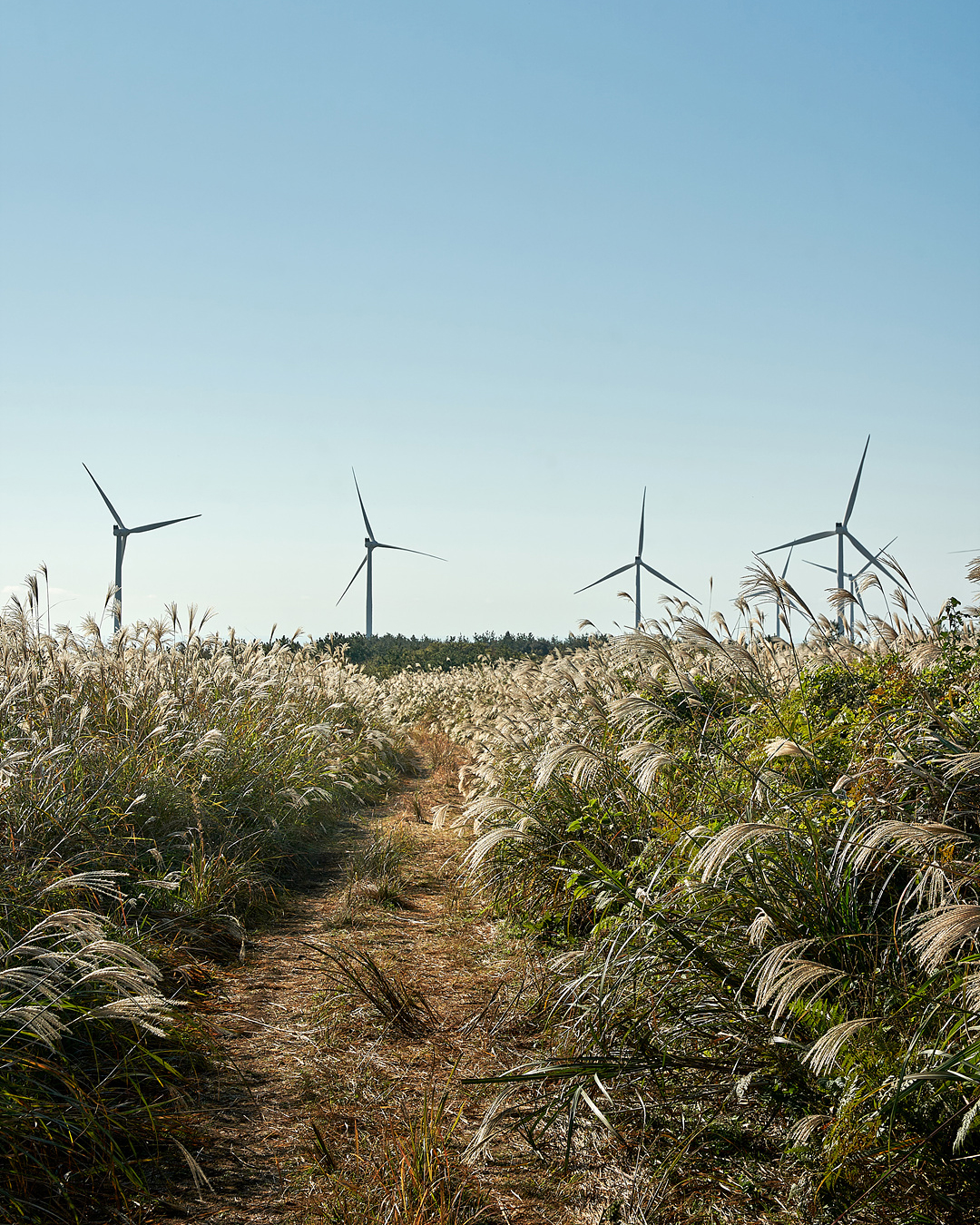 유채꽃프라자 5