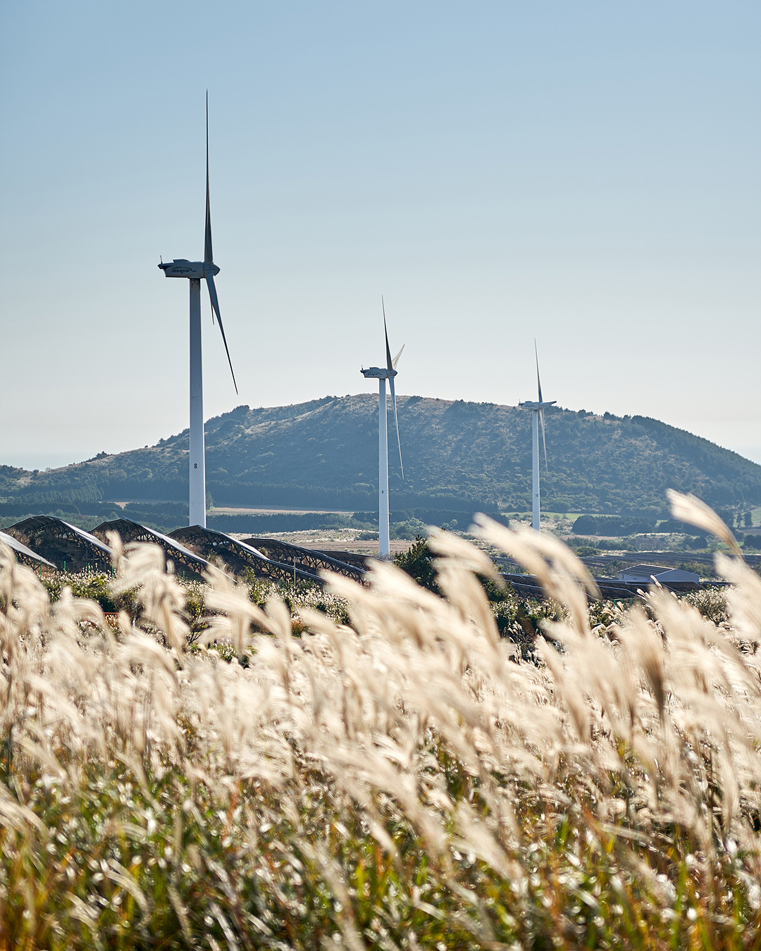 유채꽃프라자 8