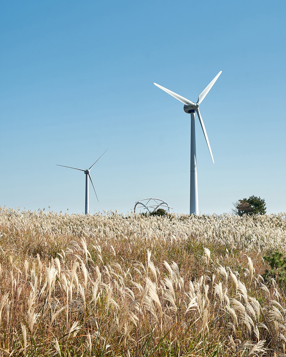 유채꽃프라자 9