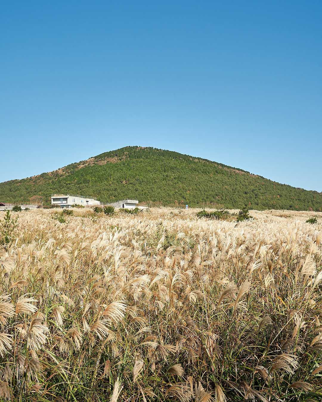 유채꽃프라자 10