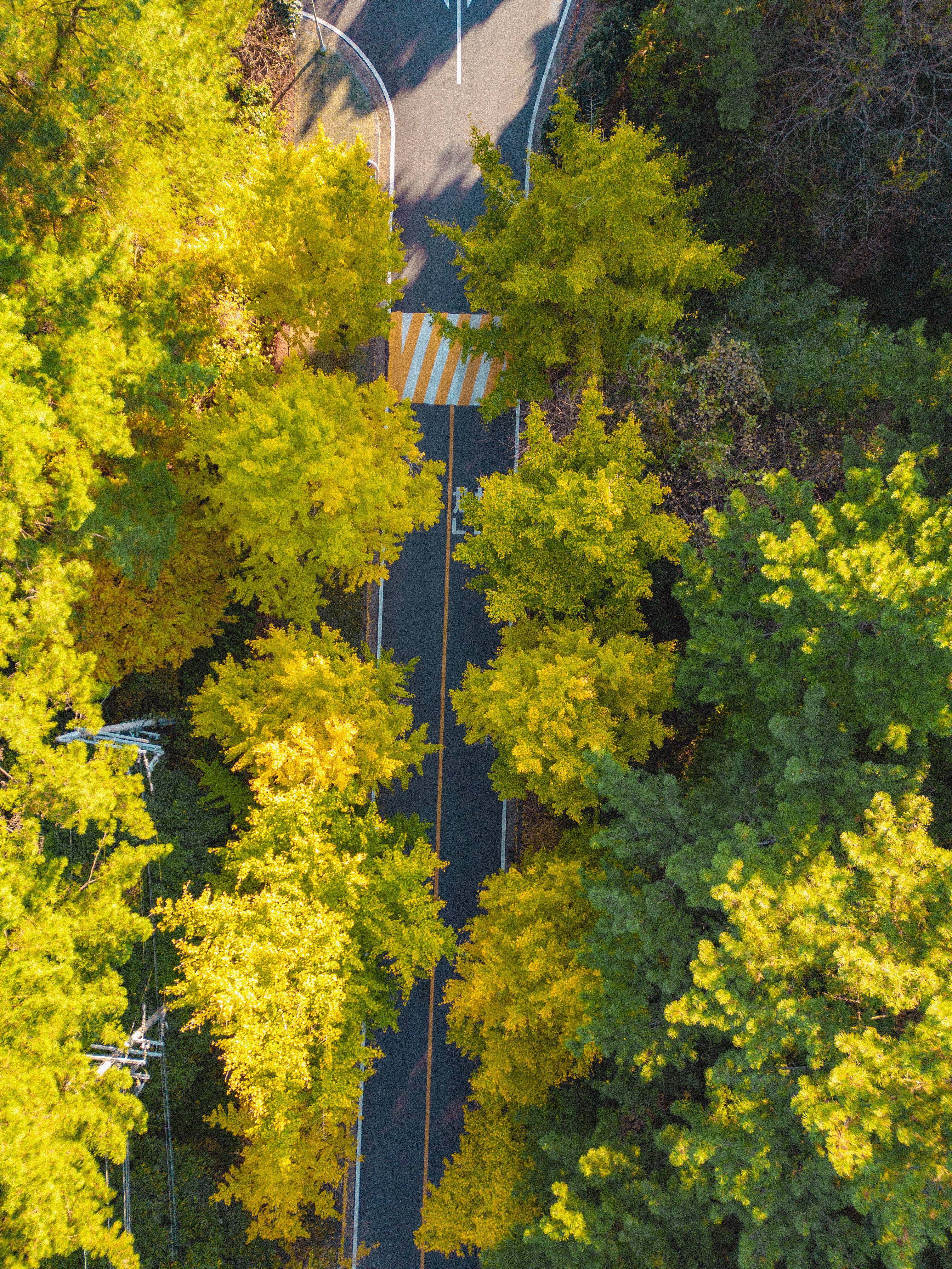 제주대학교은행나무 1