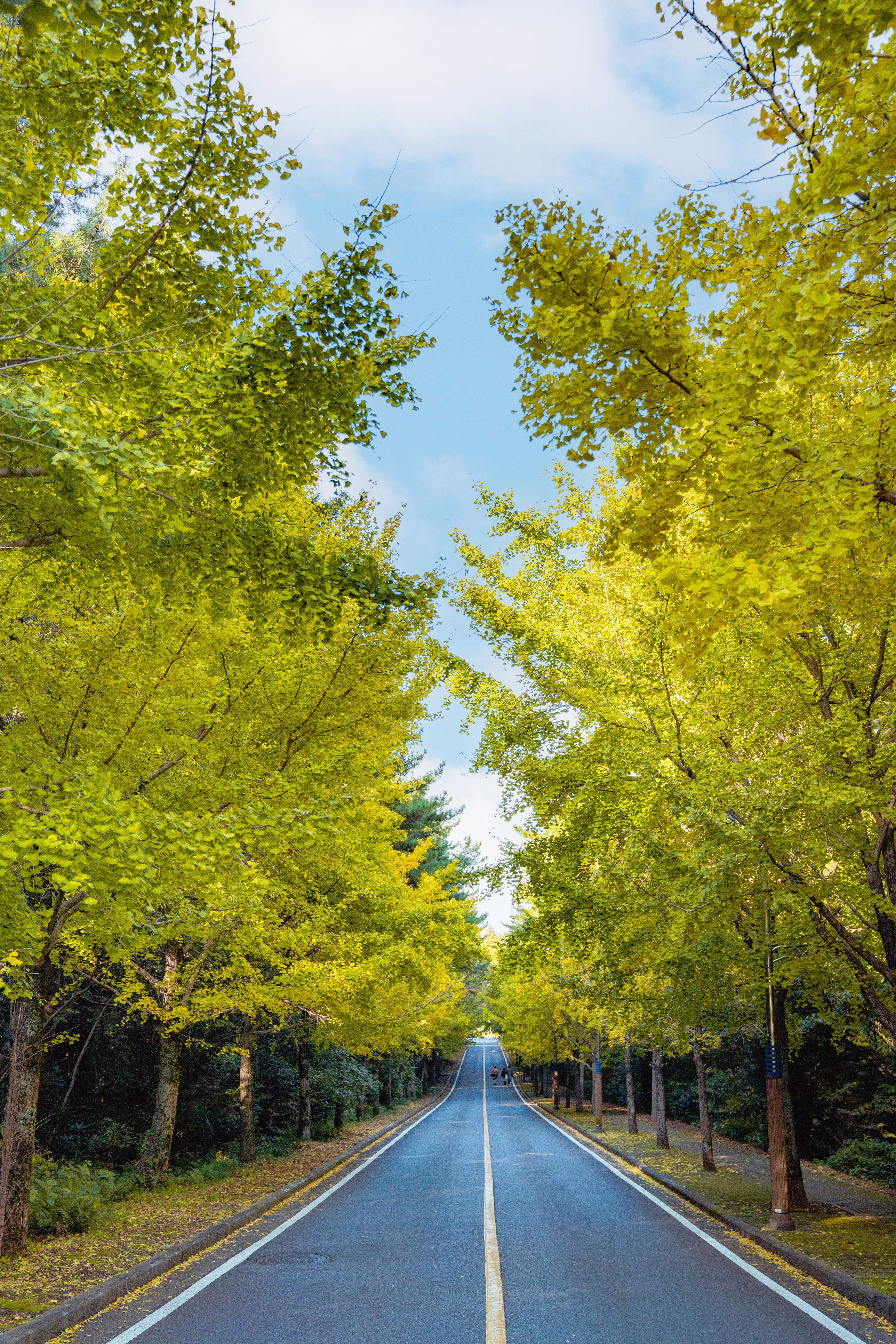 제주대학교은행나무 2