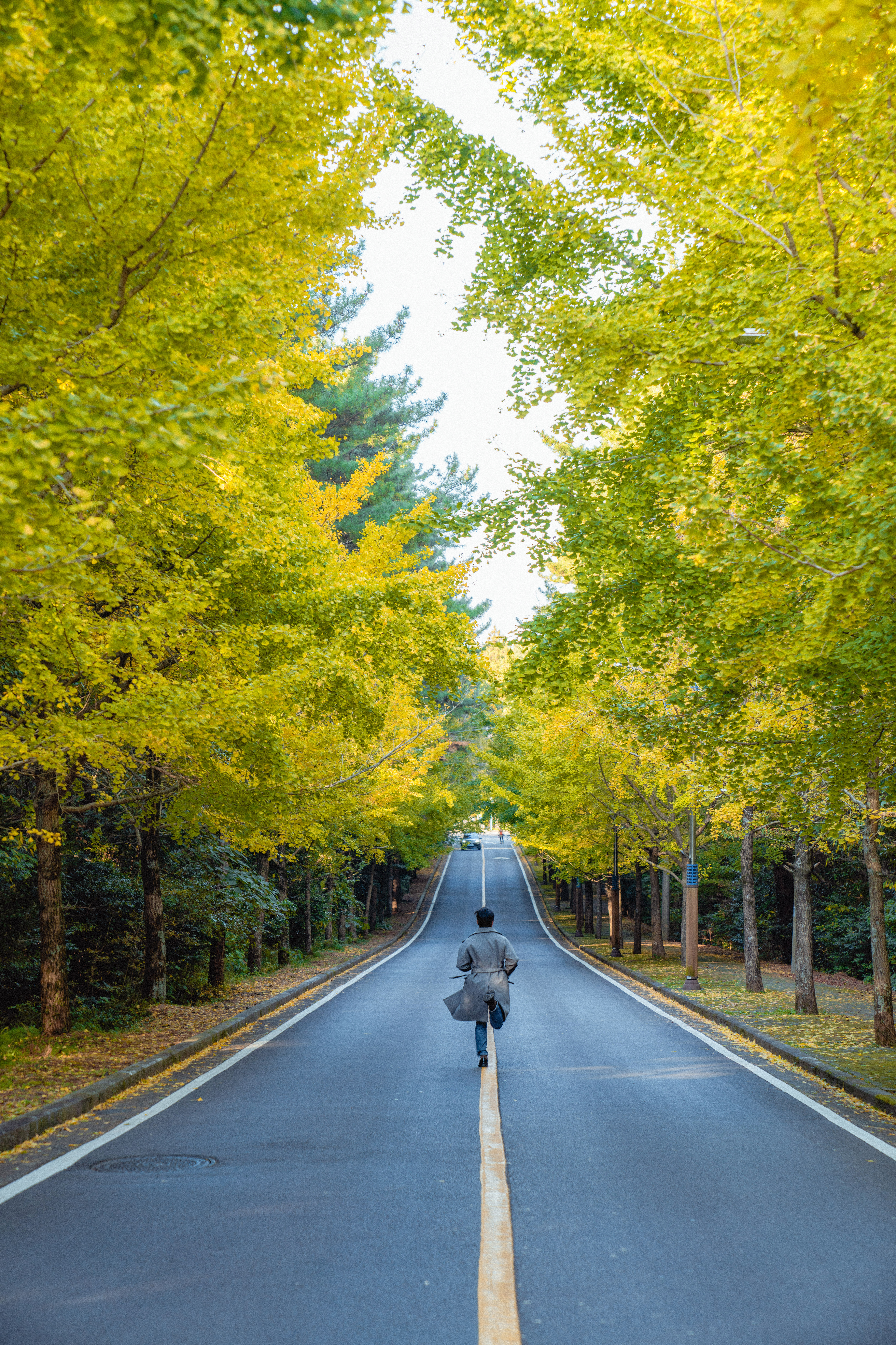 제주대학교은행나무 5