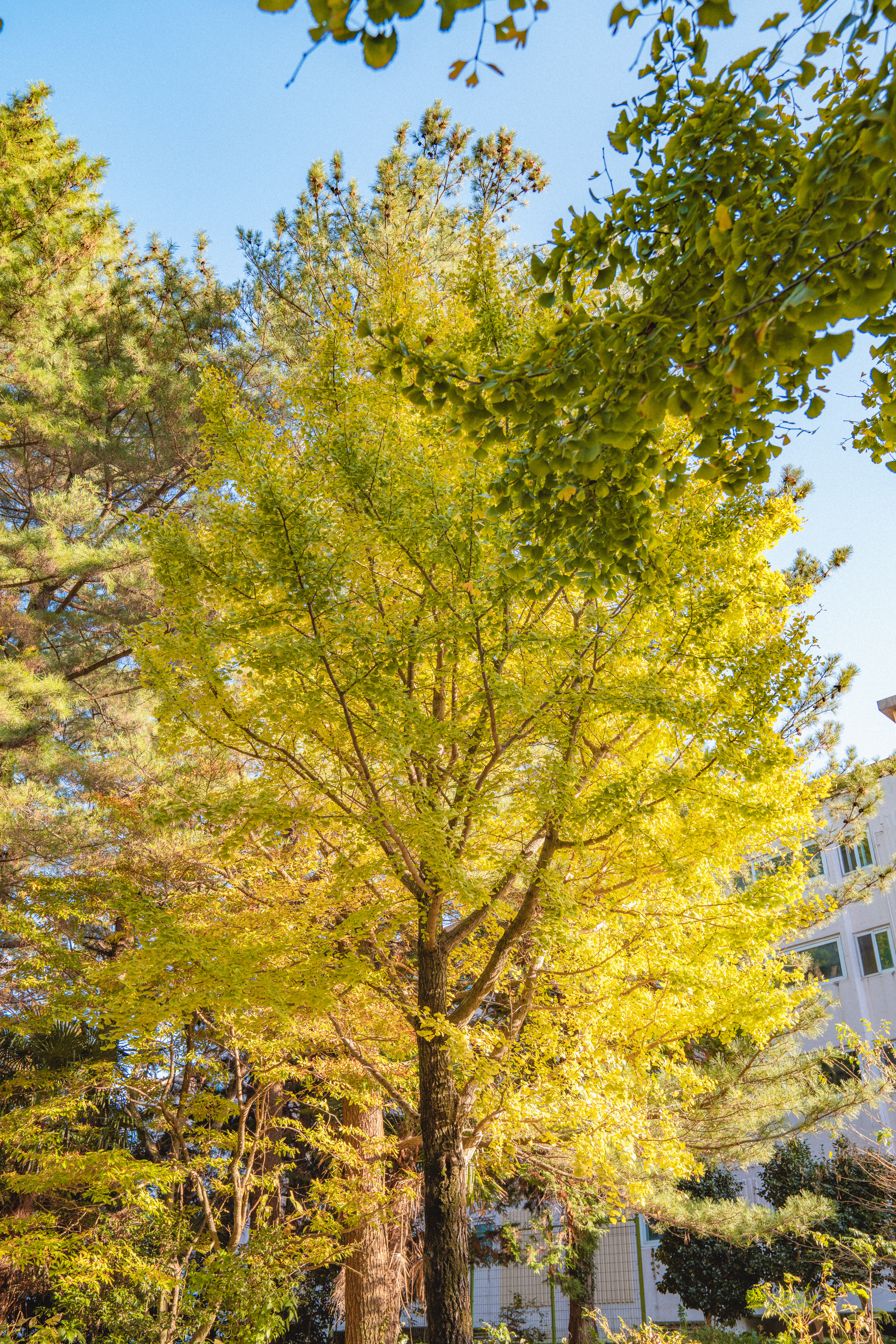 제주대학교은행나무 6