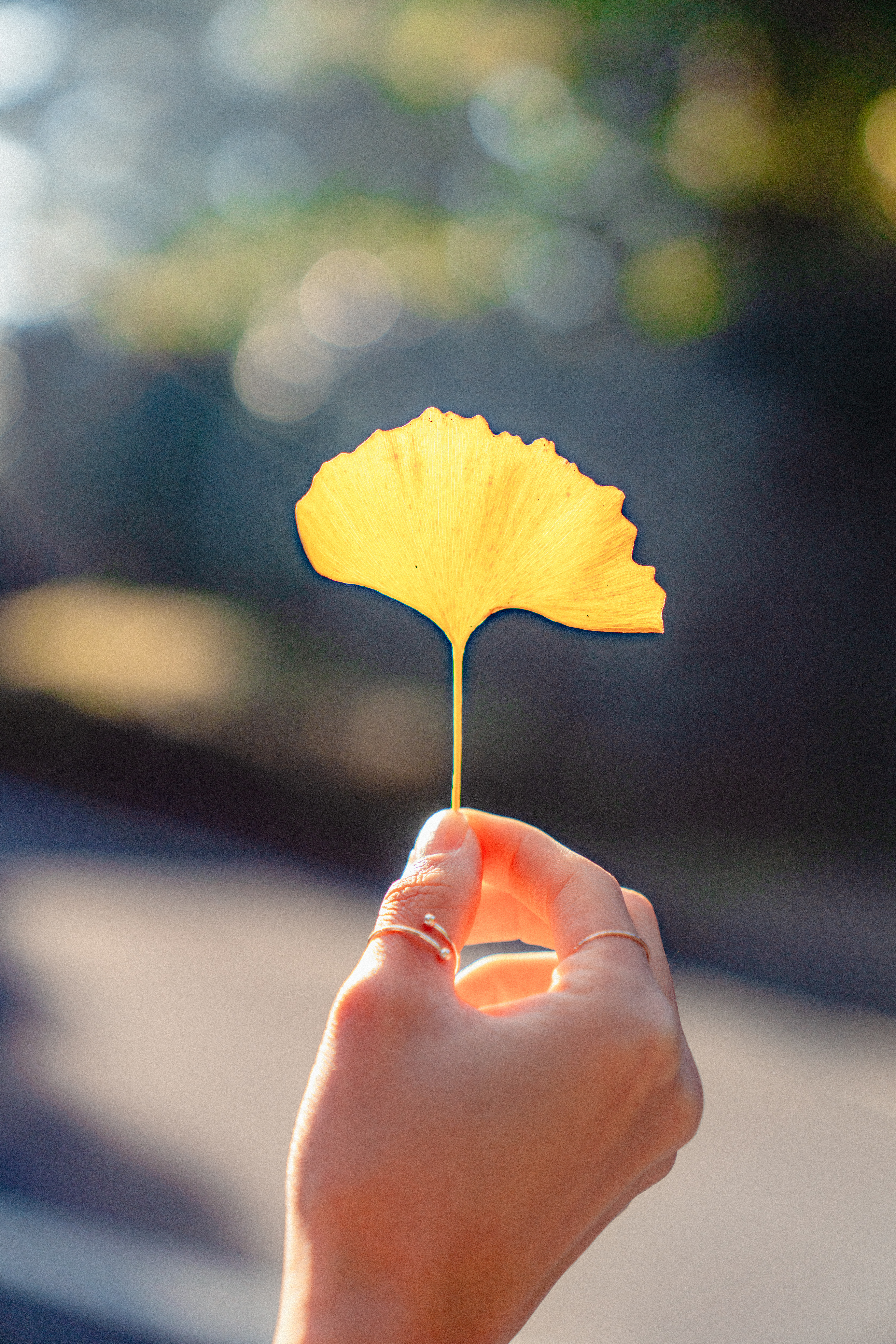 제주대학교은행나무 9