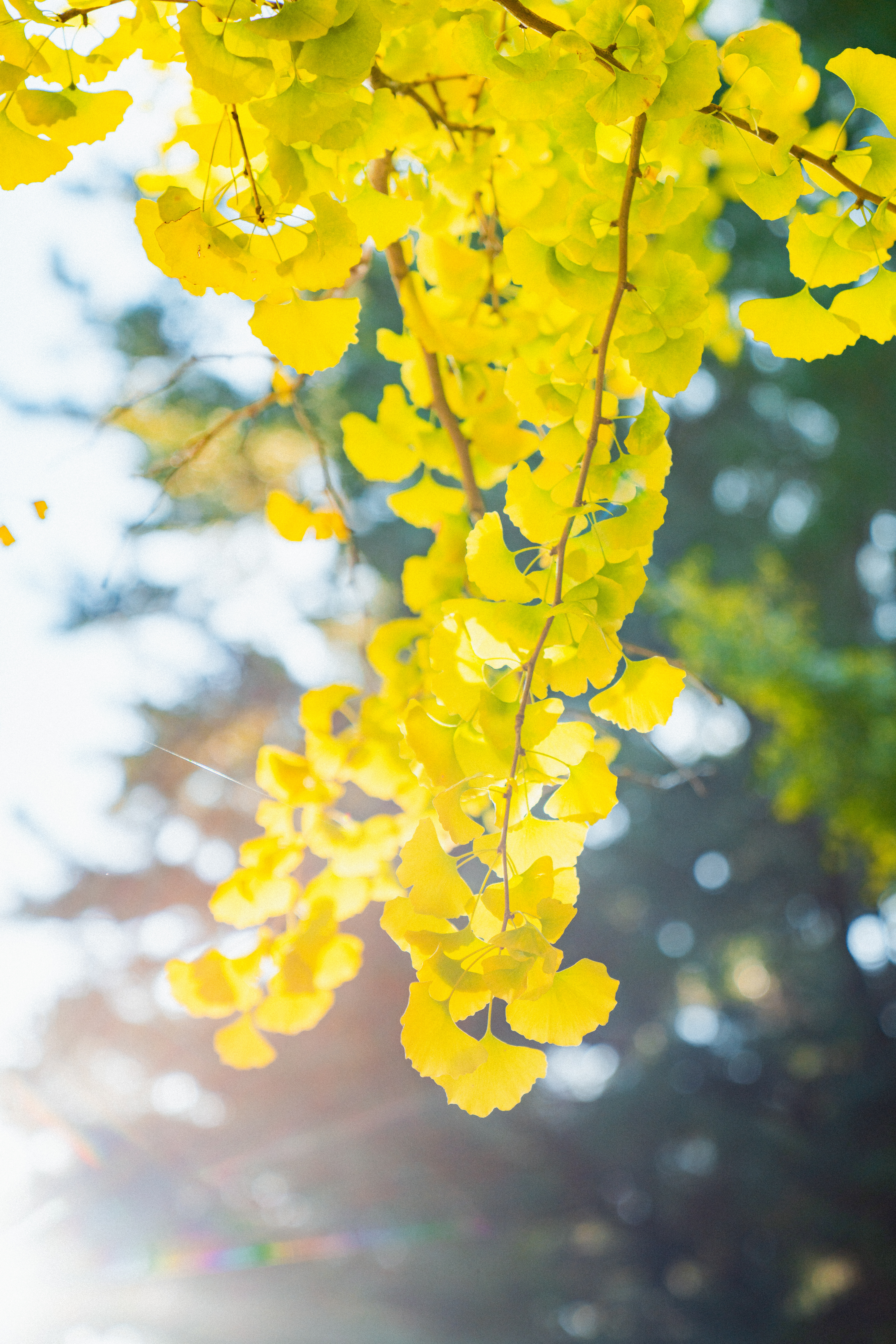 제주대학교은행나무 10