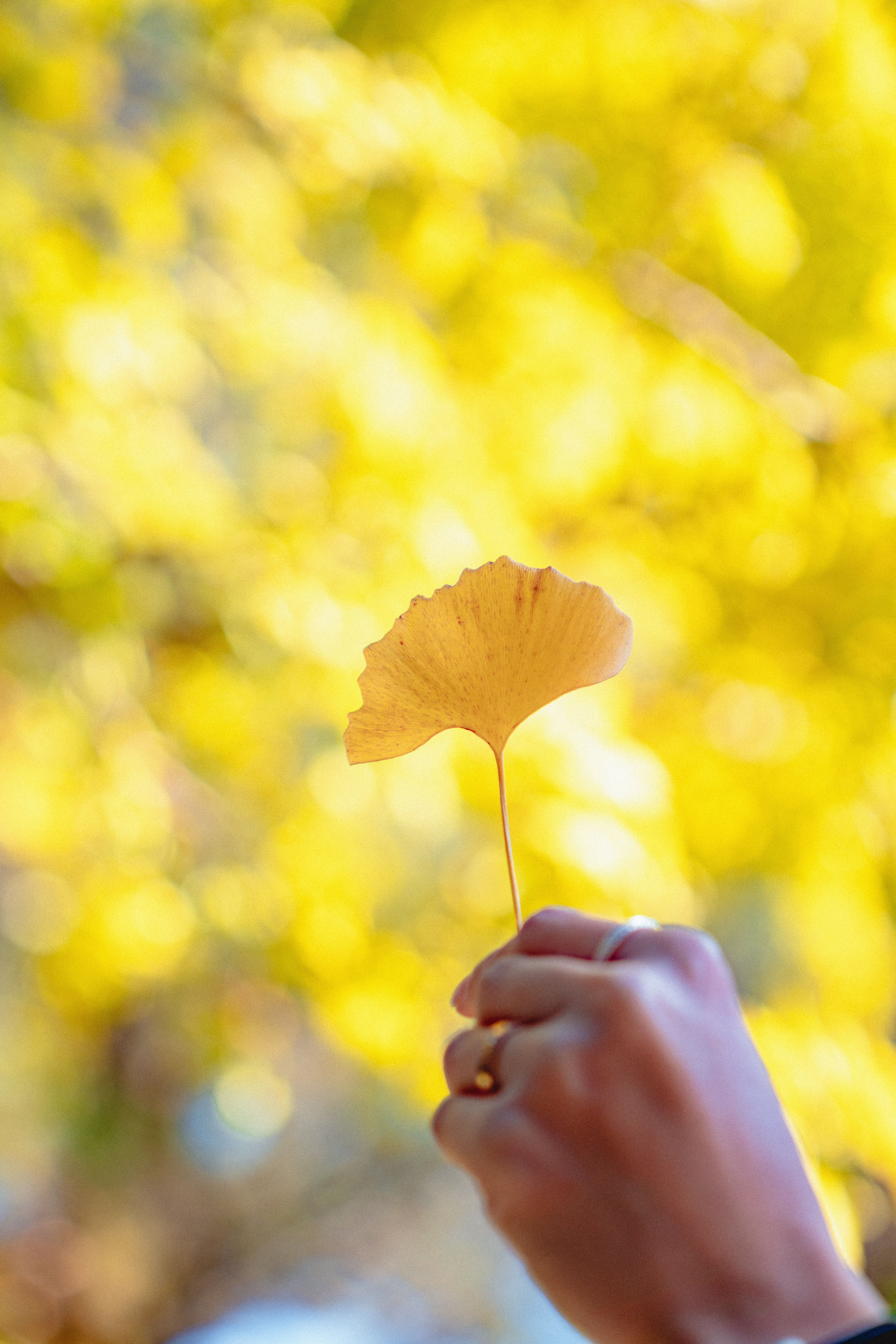 제주대학교은행나무 11