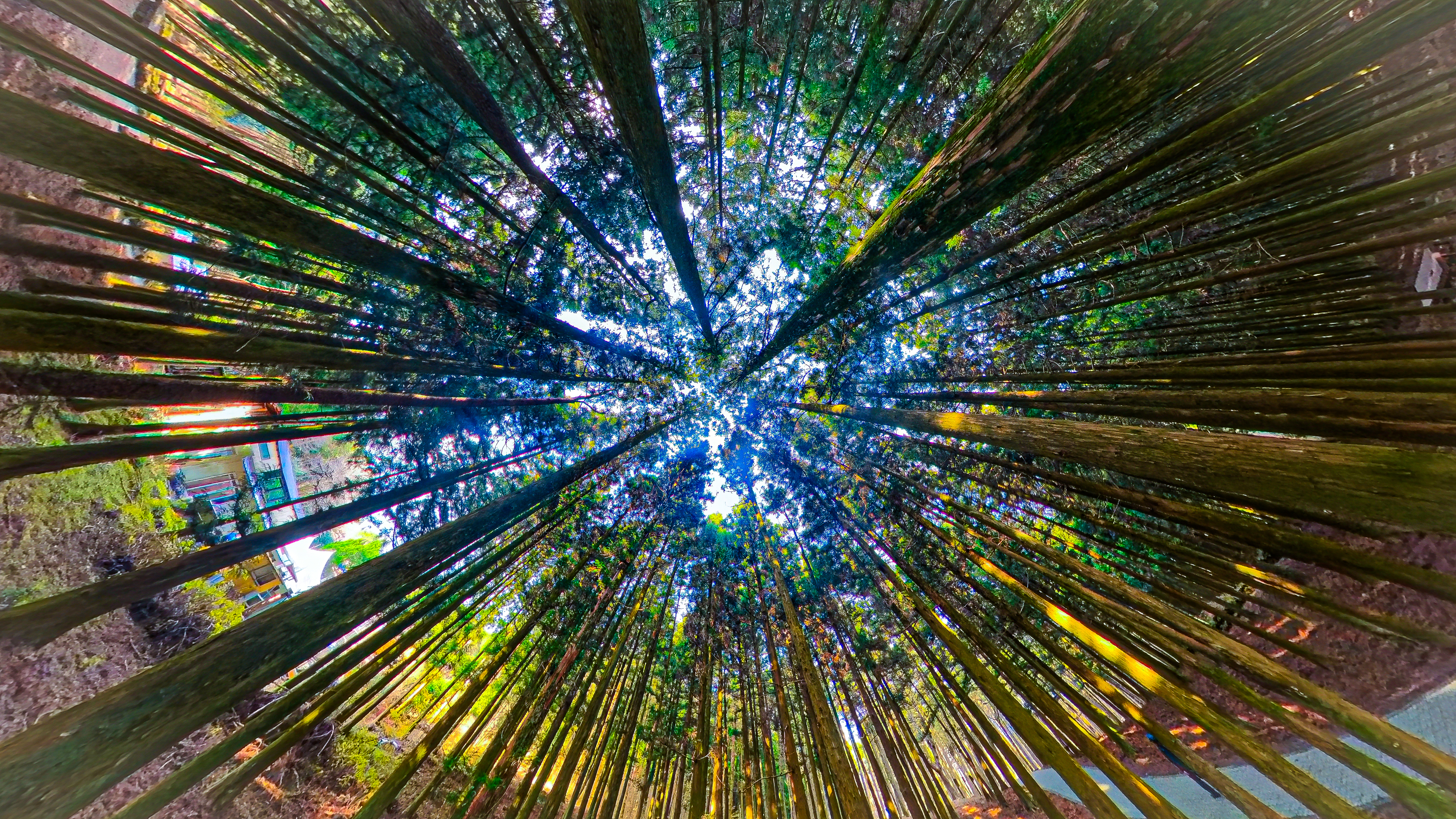 절물자연휴양림 11