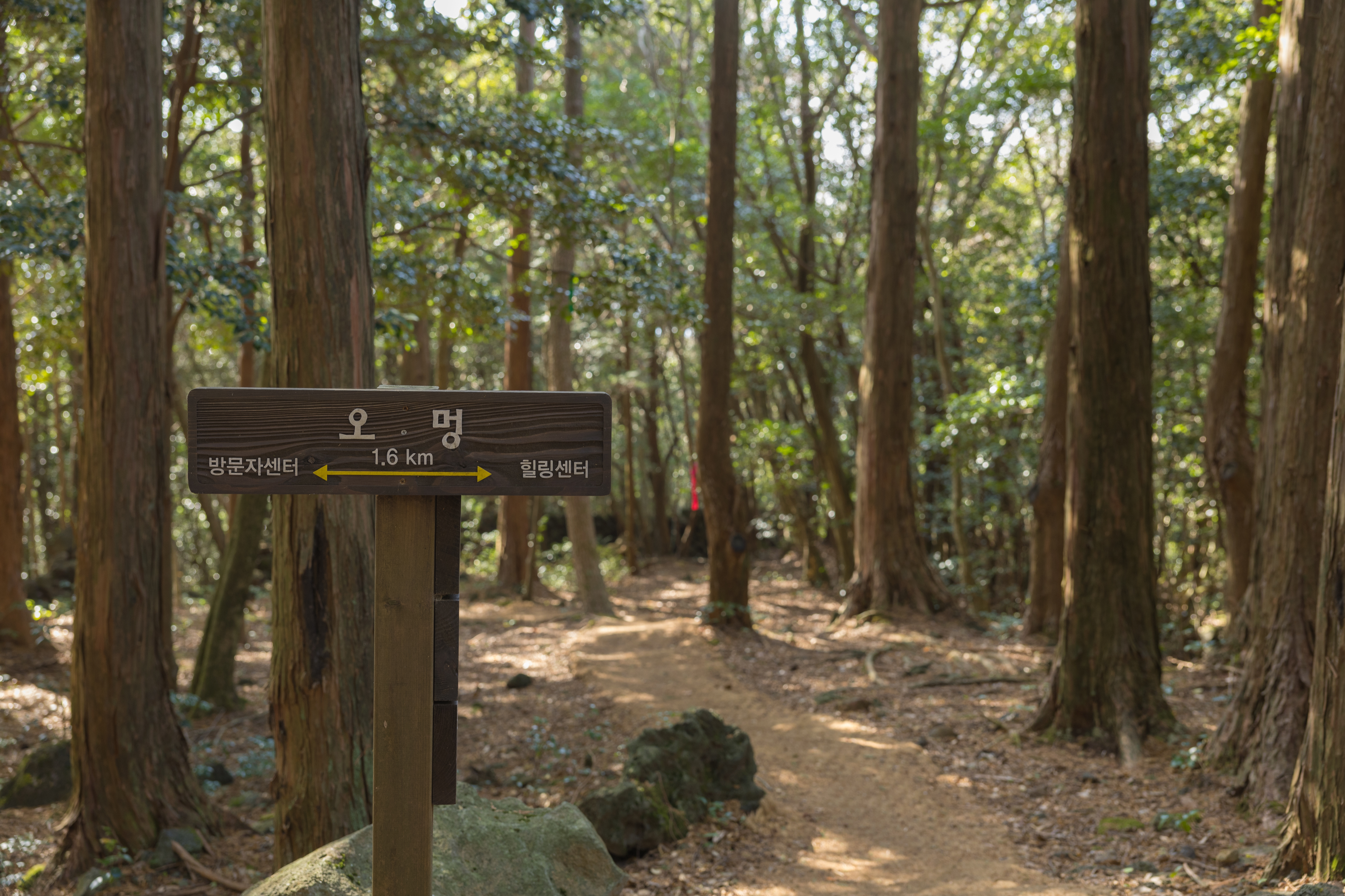치유의숲 27