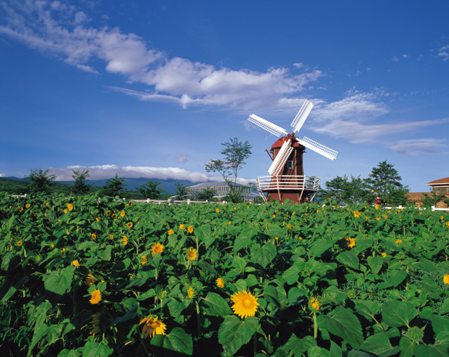 해바라기와 풍차