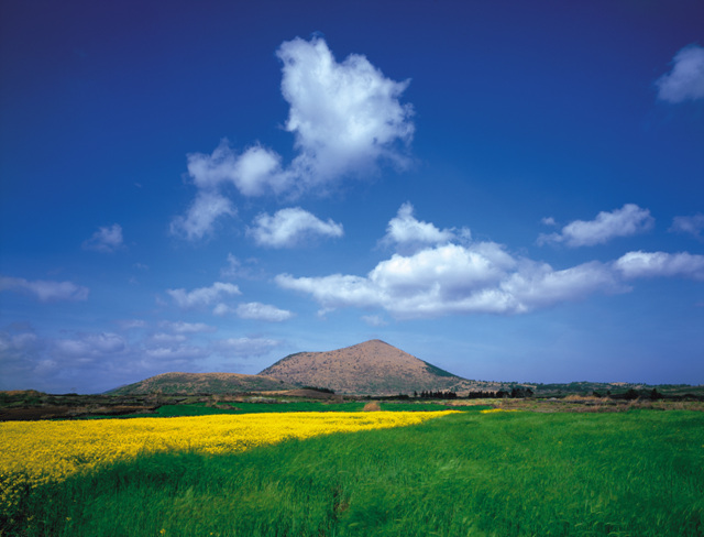 유채꽃과오름2