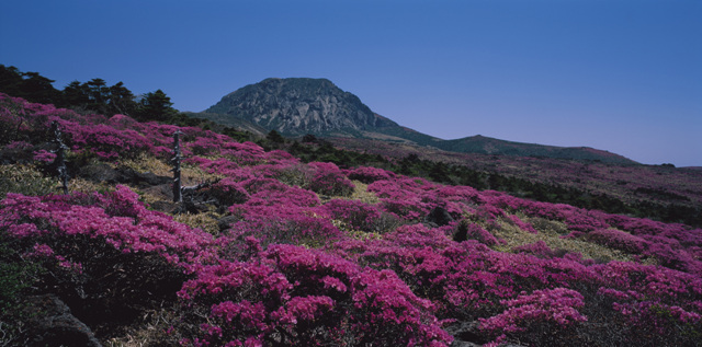 한라산철쭉2